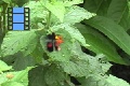 Scene 32_Parides Hovering around Lantana Flower